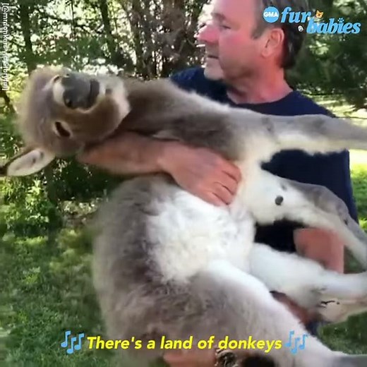 Man serenades donkey with special ‘Somewhere Over the Rainbow’ l GMA Digital