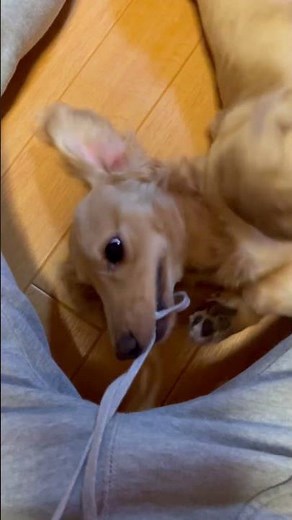 【かわいい】紐で遊ぶモカがかわいすぎる#ペット動画 #癒し #元気になる動画 #ダックスフンド #ミニチュアダックス#犬のいる暮らし