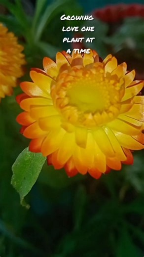 Let the flowers bloom #Garden settings #YouTube Trending #Shorts