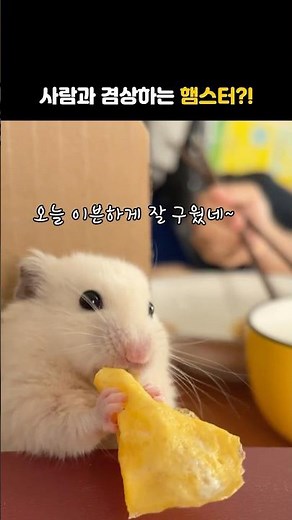 사람이랑 겸상하는 햄스터?! / #동물 #햄스터 #귀여운 #웃긴