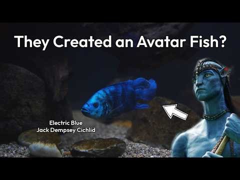 Sharing Secrets About the Electric Blue Jack Dempsey Cichlid
