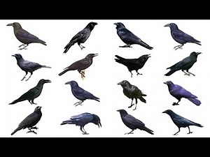Types of Crows Part 2 | Corvus Genus Part 2