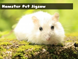 Play Hamster Pet Jigsaw | Free Online  Games. KidzSearch.com