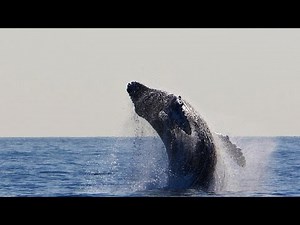 Whale Singing Meditation Music (Peaceful, Calming, Soothing and Relaxing)
