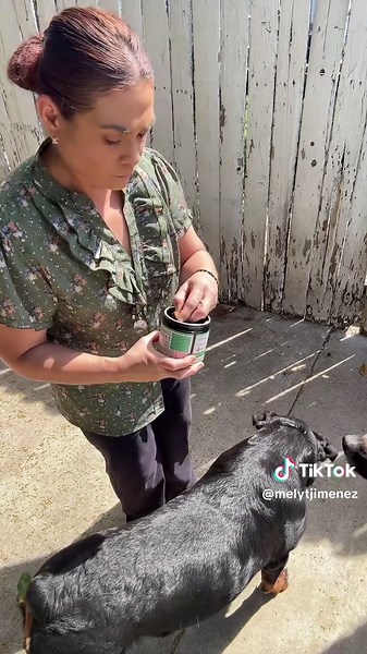 Effective Tick and Flea Prevention for Dogs