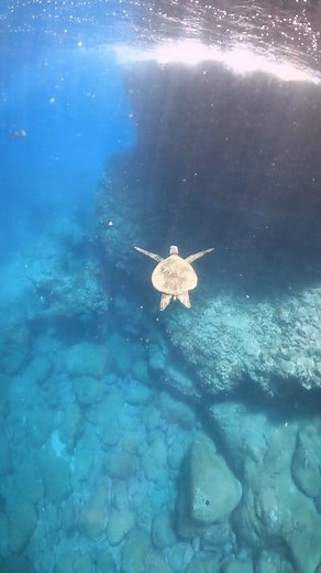 Not a lot of people know it, but the North shore of Oahu is a great snorkeling place 🐢🐠🐟 | MakaiClicks