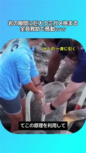 岩の隙間にドハマりした巨大ウミガメ、まさかの救出劇がシュールすぎて草生えるwww🐢💦