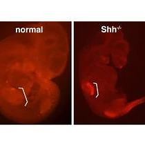 An Introduction to Molecular Developmental Biology
