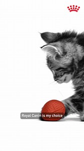 Give them a long & healthy life. Your kitten deserves the best start to life with Royal Canin, recommended by vets & breeders. | Royal Canin