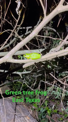 Tree frog from east Texas #herping #frog #wildlife #nature #animals #herps