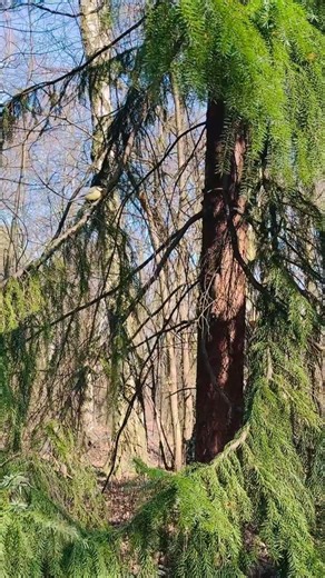 Calming spring sounds | bird singing #springvibes #springsounds #relaxation