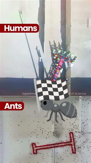 How Ants Beat Humans in Group Tasks 🐜👥