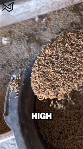 How to Turn Duck Waste into High-Protein Feed! 🦆🐛 #farmlife #animals