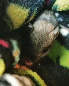 Baby rat washes face. This a a wildlife Rescue. #wildliferehab #wildliferescue #wildlife #babyanimals #cuteanimals #cutebabyanimals #rats #ratsofinstagram #wildrats #roofrats #babyrat # | Little Bit Wildlife Rescue