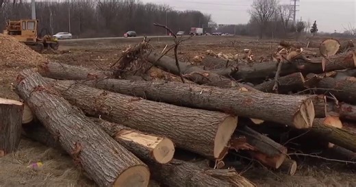Why Michigan clear-cut forests to rebuild I-94 in Metro Detroit