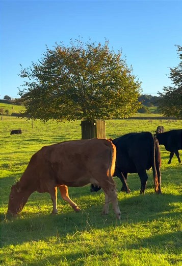 Exploring Newton St. Loe: A Scenic Somerset Escape