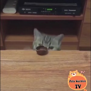 74K views · 10K reactions | So cute !  | Cats Cute | Facebook