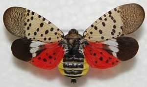 Spotted lanternfly: A colorful cause for concern
