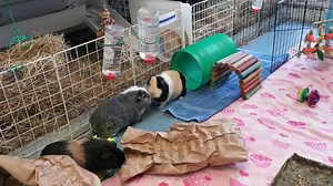 15K views · 154 shares | In the Playpen Today (part 2) | Cavy Corner | Facebook