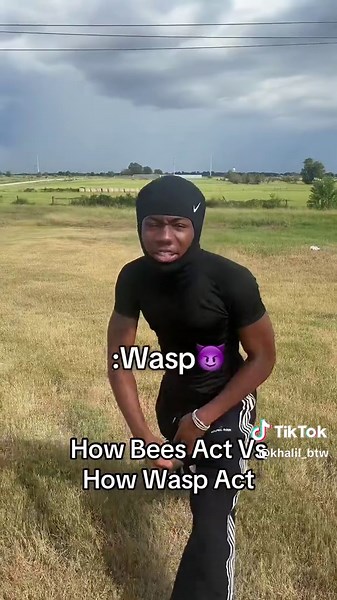 Understanding Bee and Wasp Behavior: A Comparison
