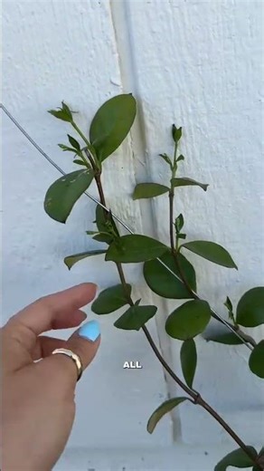 Get your Jasmine wall planted now if you starting to get sun and want to see a ton of growth off the