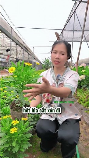 Hoa Cúc Thân Gỗ Nở Quanh Năm - Bí Quyết Trồng Dễ Dàng Tại Nhà