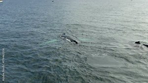 Humpback whale watching endangered species feeding surfacing spout breathing diving tail fins province-town p-town Cape Cod Massachusetts summer tourism attraction conservation