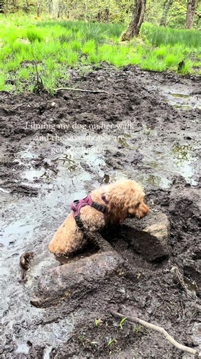 This was traumatising for the both of us 🤣🤣 #cockapoo #dogsoftikok #fyp