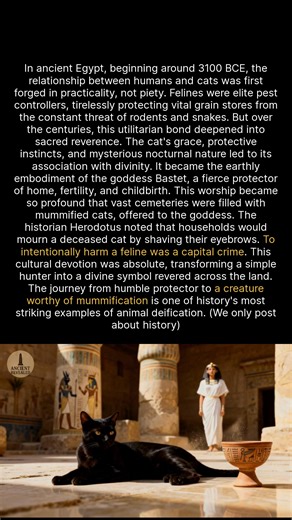 9.4K views · 65 reactions | From pest control to demigods, cats in ancient Egypt made the ultimate social climb. #historyfacts #egypt #ancienthistory #archaeology | Ancient Revealed | Facebook