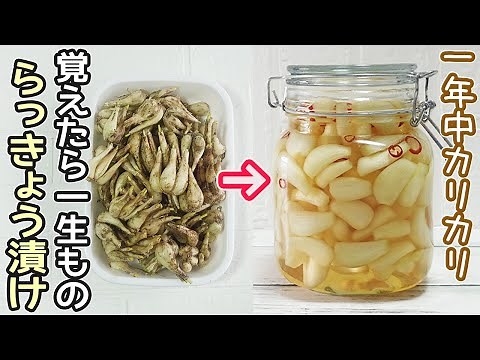 １番簡単「らっきょう漬け」面倒な塩漬け塩抜きは不要！漬けるだけで超簡単‼らっきょう甘酢漬け・作り置き