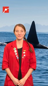 Why are plastics in the oceans dangerous for whales? A recent study showed that for toothed whales that rely on echolocation to find food, the sound of a plastic bag or bottle was very similar to that of a squid! #Whale #Ocean #MarineLife #Science #WomenInSTEM | Museum of Science, Boston