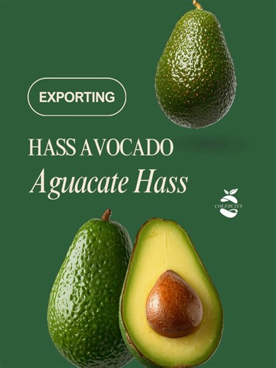 ✨ Hass Avocado | Aguacate Hass 🌎 📩 Reserva tu pedido | Reserve your order: info@colombiafruits.com . . ##exporting #aguacate🥑 #hass #hassavocado #ExportaciónColombia
