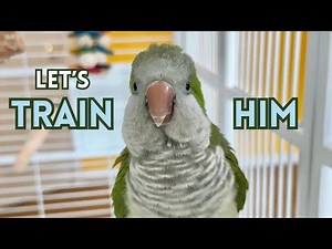 Let’s Train a Quaker Parrot Cute Monk Parakeet