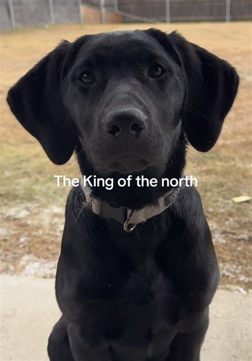 Texas Winter Storm: The Night King of Winter