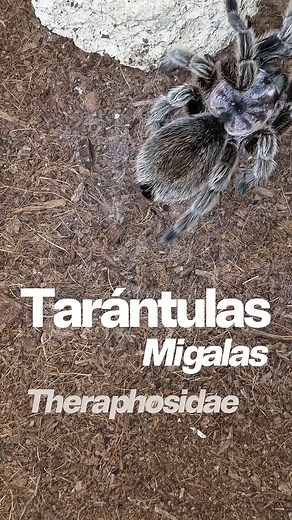 🕷️ Tarántulas: más interesantes que peligrosas 🕷️ En la familia Theraphosidae existen más de 900 especies, muchas de ellas vendidas como mascotas exóticas, es el el caso de la mayoría de tarántulas que se encuentran en la Fundación Neotrópico 📍 Aunque su fama impresiona, la mayoría de sus mordeduras son similares en peligrosidad a la picadura de una avispa, algunas especies, eso sí, pueden causar fasciculaciones musculares, taquicardias, náuseas, disnea o alucinaciones durante varios días 🐝.
