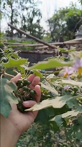 Bitter Pea Eggplants Recipe #foryou #myanmarfoods #shorts #itt