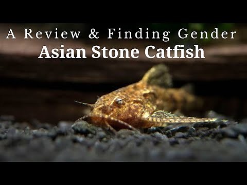 Native Alian Catfish for Nano Aquarium | Asian Stone Catfish