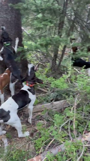 BEAR HUNTING DOGS! #gritty #bears #hunting #whitetail #bigdog #bearhunt #western #puppy #bighorn