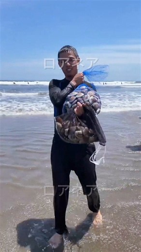 毎年、初夏にハマグリが獲って家族が食べるのが楽しみだったけど、今年は1時間探しても1匹も見つけられなかったからね〜。みんな小さい貝は逃して、制限守って獲ってるんだから、乱獲やめて…