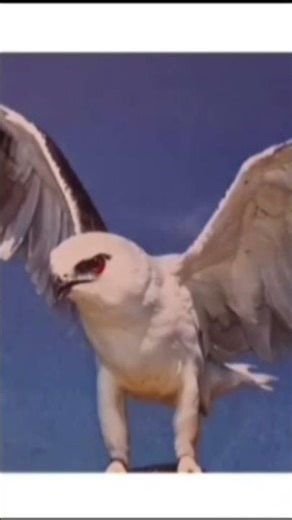 targeting maths lab 1 i say go home click mouse eagle