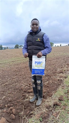 Habari ndio hio... ROSECOCO NYOTA F1 Variety Get yours today, call us free 0800721495 #UkulimaNiGreenlife #YourGrowthOurGrowth | GREENLIFE CROP PROTECTION AFRICA LTD