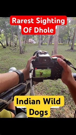 Rare Dhole Sighting | Kabini Wildlife Safari | Indian wild Dogs Nagarhole National park #shorts