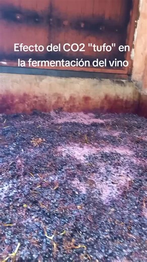 El Efecto del CO2 en la Fermentación del Vino