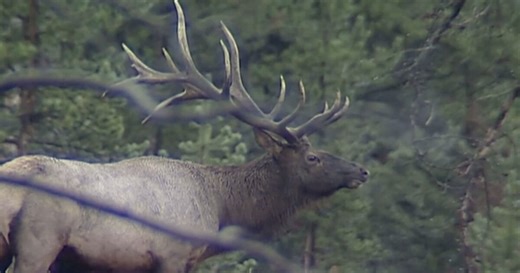 Montana Fish, Wildlife and Parks discusses Bitterroot elk calves death from toxic yard plants