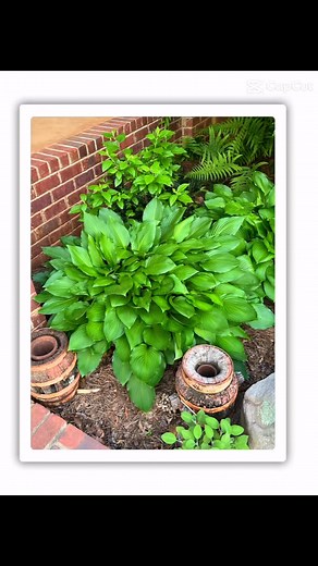 Spring #flowers in #Alabama #spring | Danna Standridge