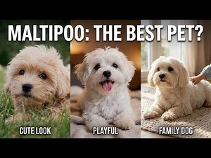 ⭐Why a Maltipoo is the Perfect Family Dog!