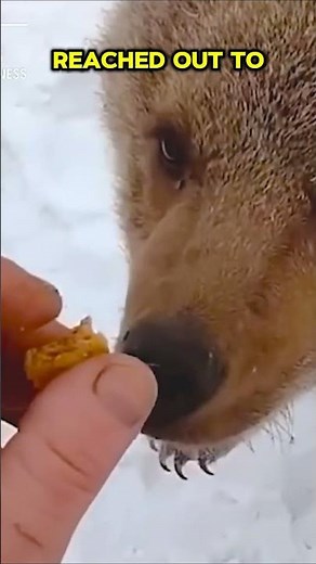 Animals That Asked People for Help & Kindness! The Most Amazing Animal Rescues of 2025