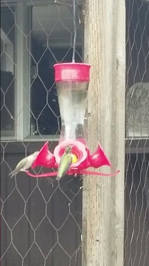 Hummingbird Frenzy at the Feeder! 🐦🌺