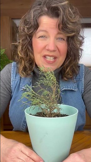 What to do with dead rosemary? (*eat it!!)