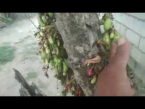 this is a kamias fruits or bilimbi native bearing tree 😱👍